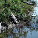 Jacaré do Pantanal I