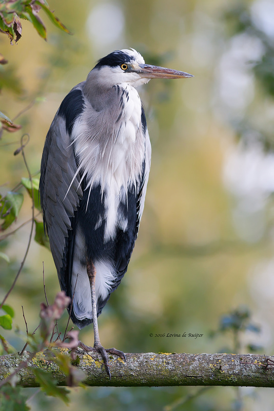 Grey Heron / Reiger (Ardea cinerea)