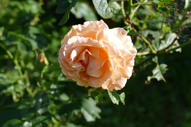 "Si la matière grise était plus rose, le monde aurait moins les idées noires." Pierre Dac.