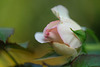 DSCF8152
