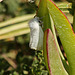 Brown-tail Moth