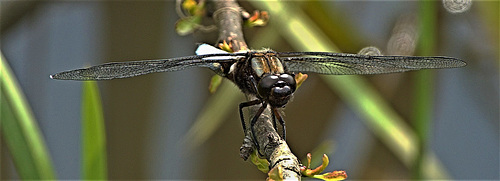 Broad-Bodied Chaser. Libellula depressa. Male