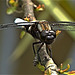 Broad-Bodied Chaser. Libellula depressa. Male