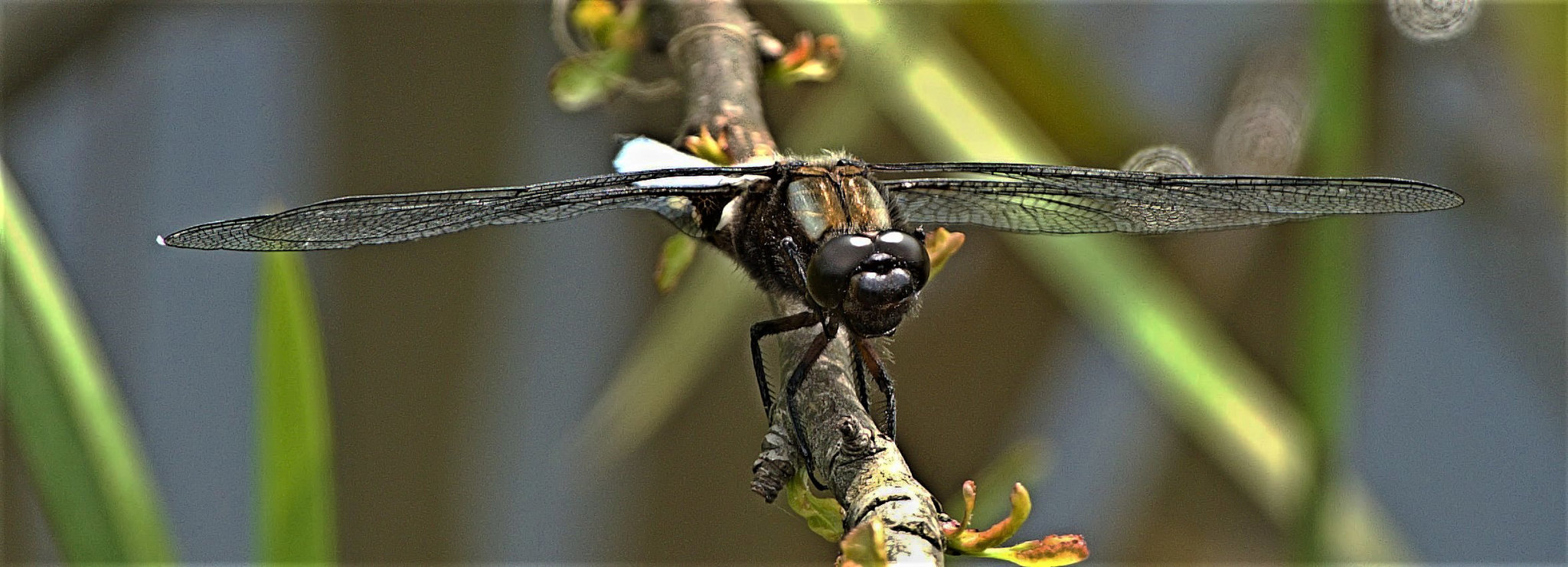 Broad-Bodied Chaser. Libellula depressa. Male