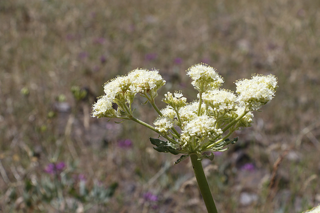 Heart-leaf Buckwheat