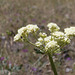 Heart-leaf Buckwheat