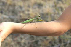 Praying Mantis