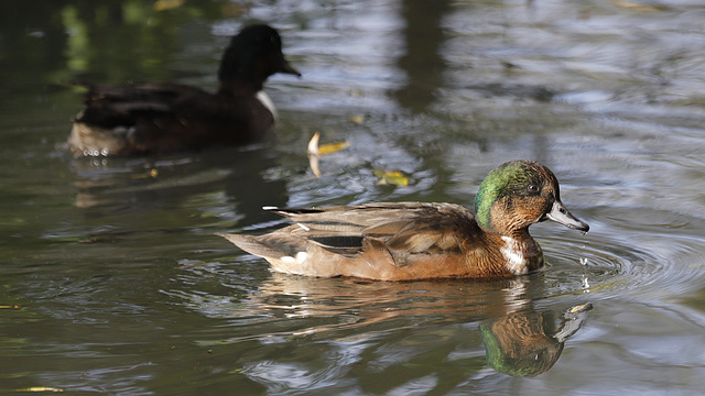 Canard à bavette