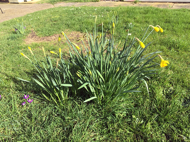 At last, Spring has arrived in my garden