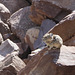 American Pika