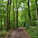 Laerholz, Waldweg (Bochum-Querenburg) / 10.07.2021