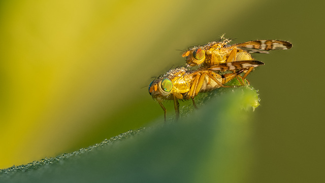 Morgendliche Fliegenliebe