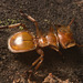 IMG 0728 Ant