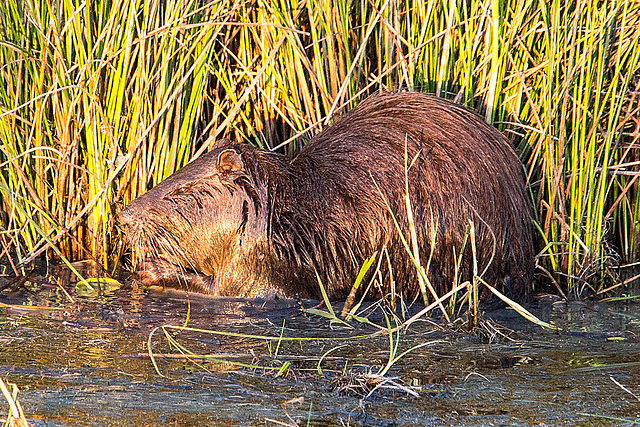 20150525 8231VRAw [F] Nutria, Tour Carbonnière, Camargue