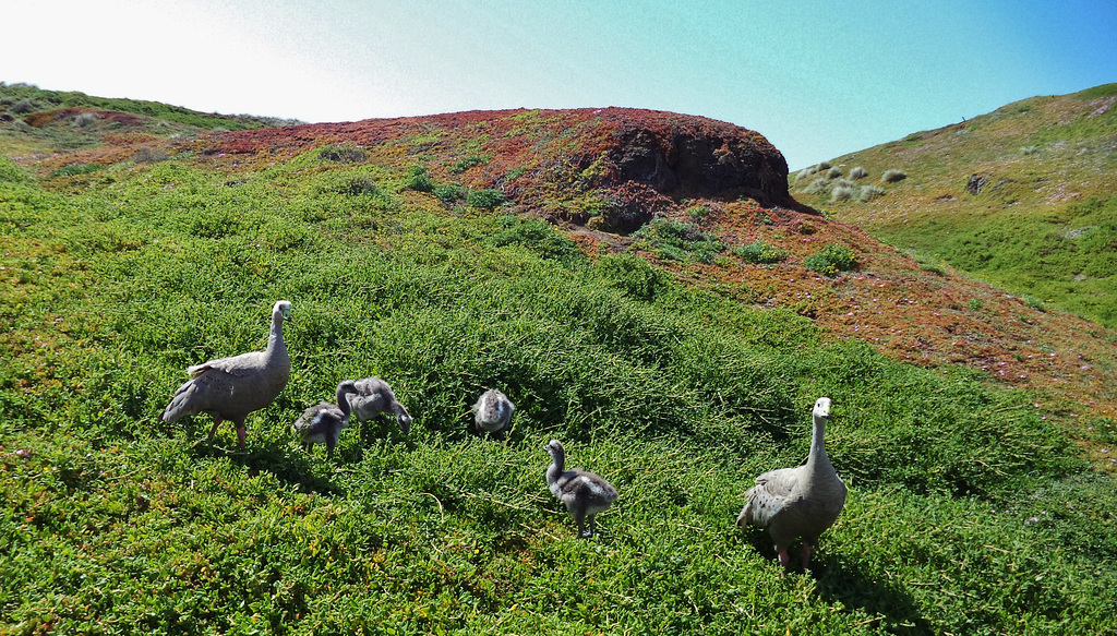 Cape Barren geese