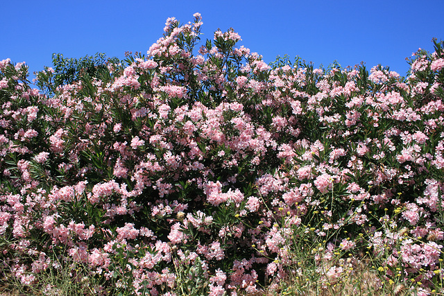 Oleander hedge