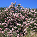 Oleander hedge