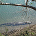 Jacaré do Pantanal