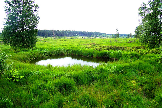 BE - Jalhay - Hautes Fagnes