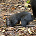 Dieses Eichhörnchen legt Wintervorräte an (PIP)