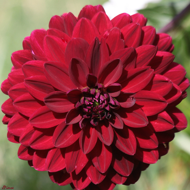 Dahlia