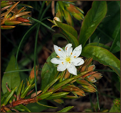 Star flower