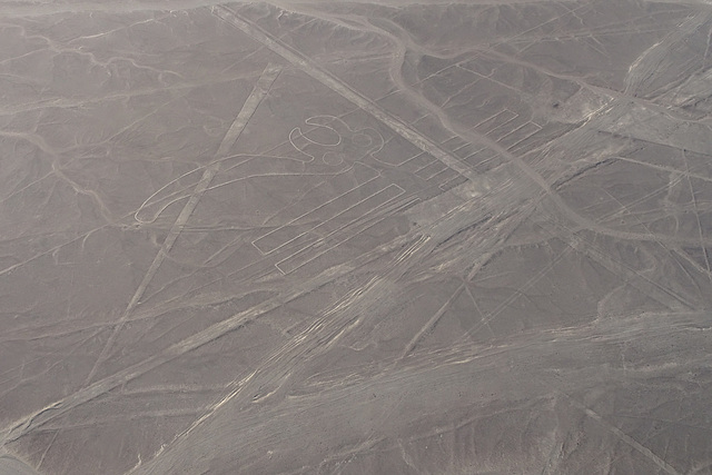 Parrot Geoglyph