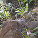 American Pika