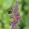 Bee on Purple Toadflax