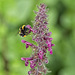 Bee on Purple Toadflax