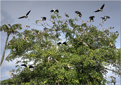 Storks' Tree