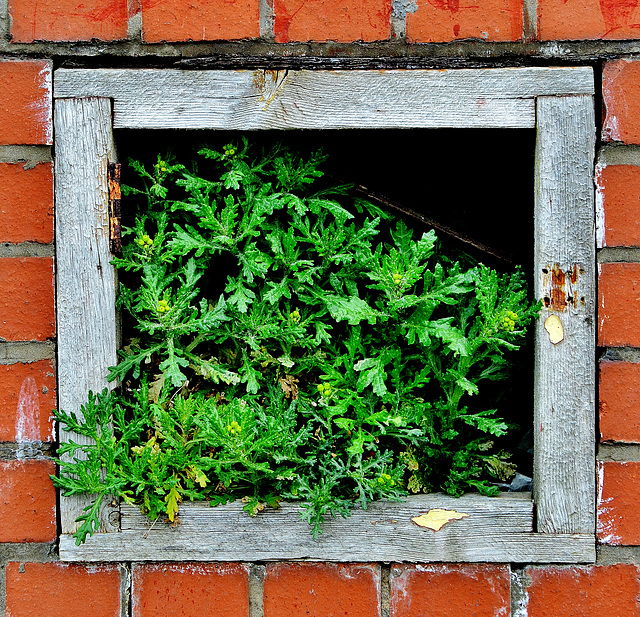 A little window of green!!