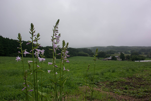 Pasture in the rain