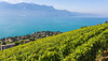 130816 panorama Chardonne A