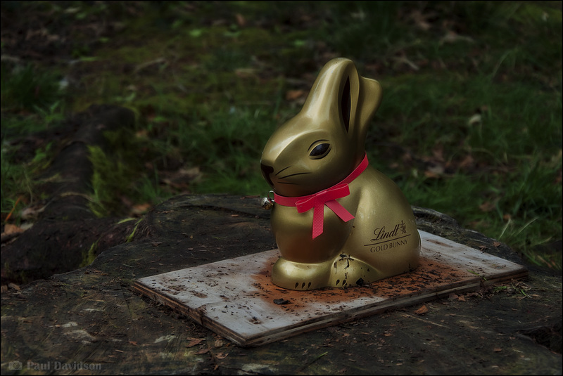 The Golden Bunny ...