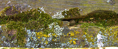 The Tiny World Of Moss and Lichen