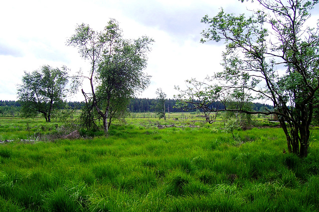 BE - Jalhay - Hautes Fagnes