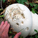 Puffballs the size of soccer balls