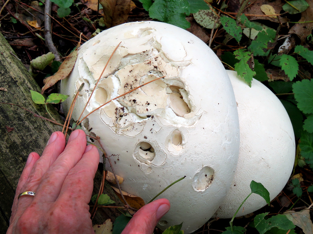 Puffballs the size of soccer balls