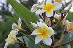 88/366 Frangipani