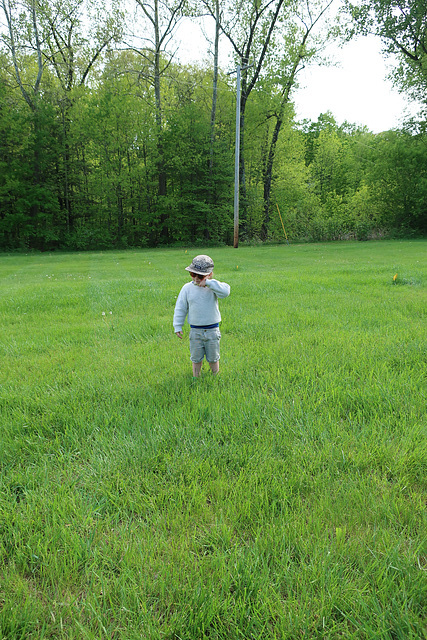 Dandelion Time Telling #1