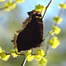 Mourning Cloak (Nymphalis antiopa)