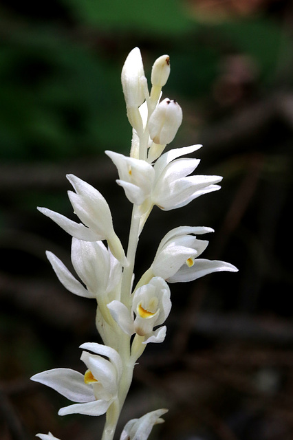 Cephalanthera austinae