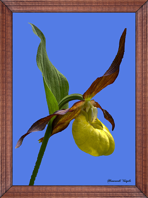 Gelb  Frauenschuh/Cypripedium Calceolus