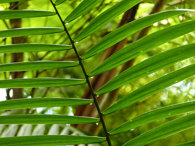 Tropical plant, Asa Wright, Bellbird trail