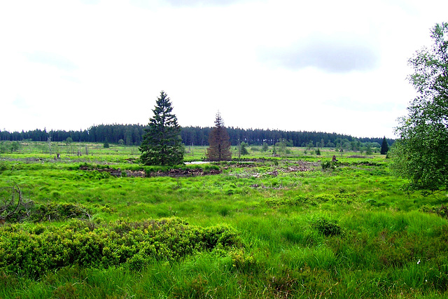 BE - Jalhay - Hautes Fagnes