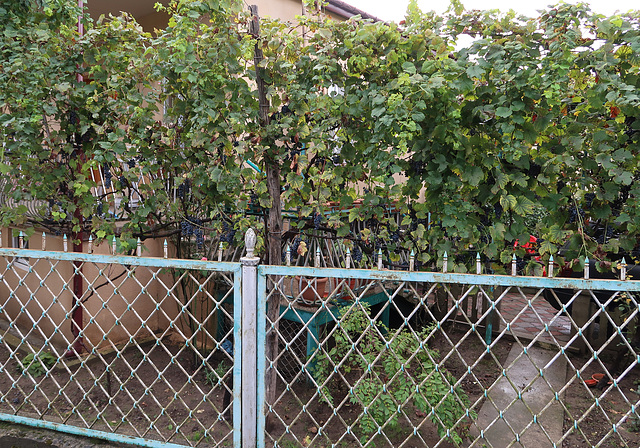 Everyone has a grapevine in their front garden