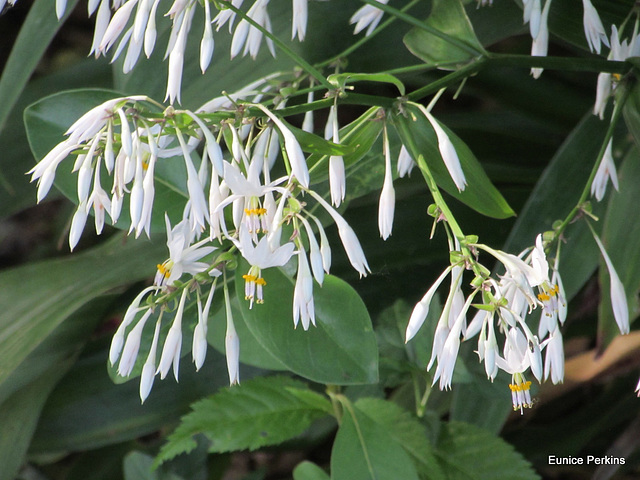 White Beauty.