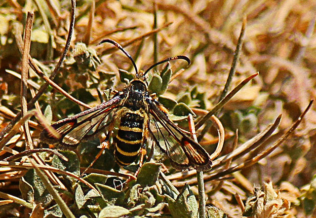 Six-belted Clearwing