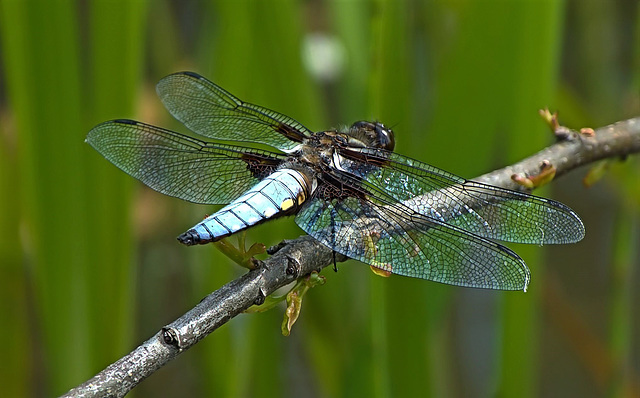 Broad-Bodied Chaser. Libellula depressa. Male